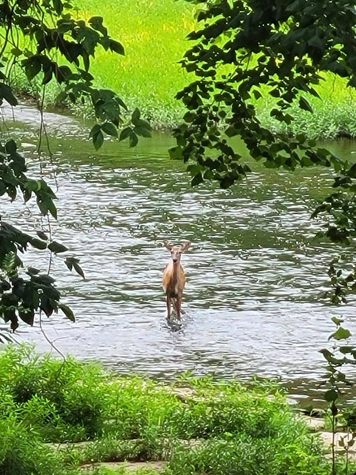 Deer crossing the Green River at Paddle Trail Campground